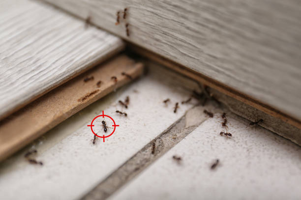 Best Residential Pest Control  in Sikeston, MO