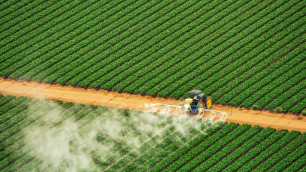 Best Local Pest Control Services  in Sikeston, MO