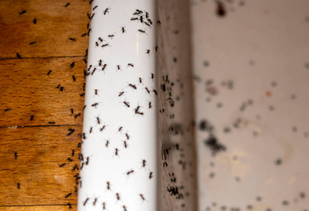 Best Pest Control for Restaurants  in Sikeston, MO