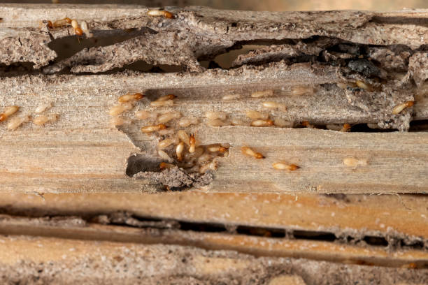 Best Commercial Pest Control Services  in Sikeston, MO